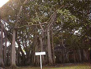 banyan trees